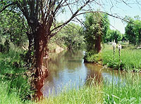 El Castrón en el pozo